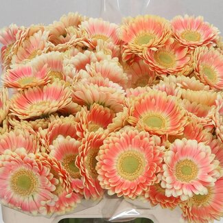 Freshy Germini Aqua “Tompouce” | Couleur: Rose | Longueur ± 50 centimeter | Par 20 fleurs fraîches