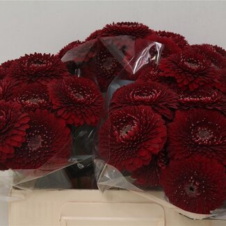 Freshy Germini Aqua Pomponi “Black Pearl” | Kleur: Rood | Lengte ± 50 centimeter | Per 20 verse bloemen