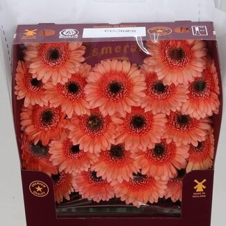 Freshy Gerbera Cookie N Cream Mi Aqua | Kleur: Oranje | Lengte ± 45 centimeter | Per 20 verse bloemen
