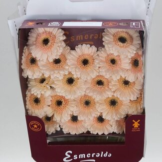 Freshy Gerbera Cafe Mi Aqua | Kleur: Roze | Lengte ± 45 centimeter | Per 20 verse bloemen
