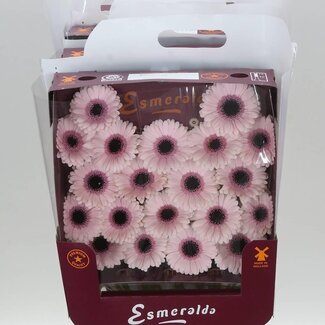 Freshy Gerbera Abby Lou Mi Aqua | Kleur: Wit | Lengte ± 45 centimeter | Per 20 verse bloemen