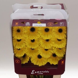 Freshy Gerbera Don Leo Gr Aqua | Kleur: Geel | Lengte ± 45 centimeter | Per 15 verse bloemen