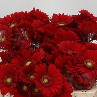 Freshy Germini Aqua “Phoenix” | Kleur: Rood | Lengte ± 50 centimeter | Per 20 verse bloemen