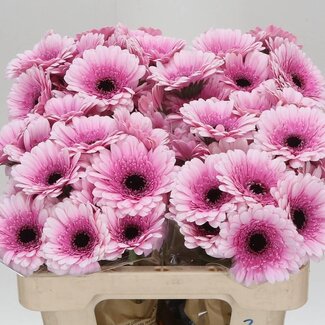 Freshy Germini Aqua “Herrera” | Kleur: Roze | Lengte ± 50 centimeter | Per 20 verse bloemen