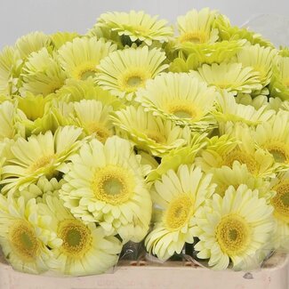 Freshy Germini Aqua “Green Tea” | Kleur: Geel | Lengte ± 50 centimeter | Per 20 verse bloemen