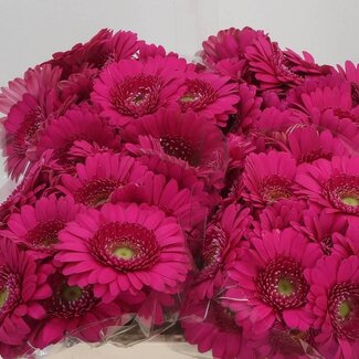 Freshy Germini Aqua “Caressa” | Kleur: Roze | Lengte ± 50 centimeter | Per 20 verse bloemen