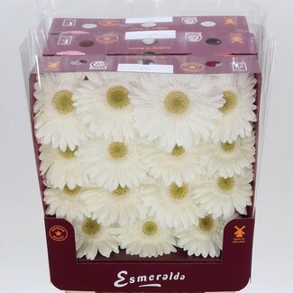 Freshy Gerbera Terra Icy Gr Aqua | Kleur: Wit | Lengte ± 45 centimeter | Per 15 verse bloemen