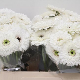 Freshy Germini Aqua Pomponi “Amando” | Kleur: Wit | Lengte ± 50 centimeter | Per 20 verse bloemen