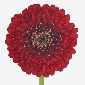 Freshy Germini Aqua Pomponi “Floyd” | Couleur: Rouge | Longueur ± 50 centimeter | Par 20 fleurs fraîches