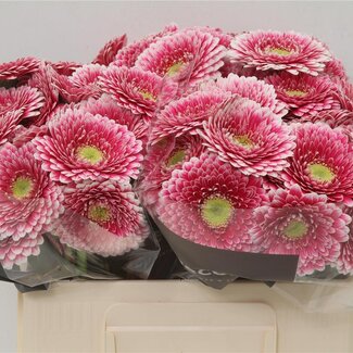 Freshy Germini Aqua Pomponi “Hades” | Kleur: Roze | Lengte ± 50 centimeter | Per 20 verse bloemen