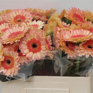 Freshy Germini Aqua “Prosecco” | Kleur: Geel | Lengte ± 50 centimeter | Per 20 verse bloemen