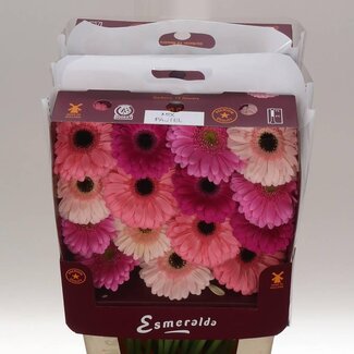 Freshy Gerbera Mischung Pastell Gr Aqua | Farbe: Gemischte Farben | Länge ± 45 centimeter | Pro 15 frische Blumen