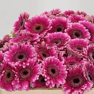 Freshy Germini Aqua “Design” | Kleur: Paars | Lengte ± 50 centimeter | Per 20 verse bloemen