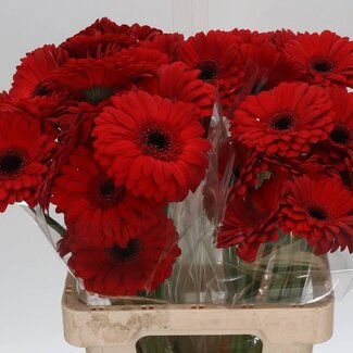 Freshy Gerbera “Beauty” | Kleur: Rood | Lengte ± 65 centimeter | Per 10 verse bloemen