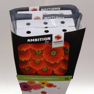Freshy Gerbera Berra Gr Aqua | Kleur: Oranje | Lengte ± 50 centimeter | Per 15 verse bloemen
