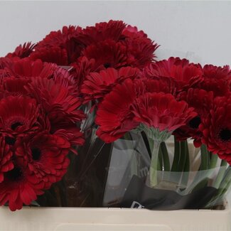 Freshy Germini Aqua “Diana” | Kleur: Rood | Lengte ± 50 centimeter | Per 20 verse bloemen