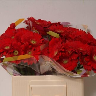 Freshy Germini Aqua “Ketchup” | Kleur: Rood | Lengte ± 50 centimeter | Per 20 verse bloemen