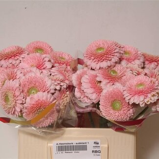 Freshy Germini Aqua Pomponi “Panucci” | Kleur: Roze | Lengte ± 50 centimeter | Per 20 verse bloemen