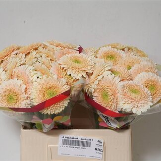 Freshy Germini Aqua Pomponi “Terra Maga” | Kleur: Wit | Lengte ± 50 centimeter | Per 20 verse bloemen