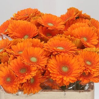 Freshy Germini Aqua “Cuby” | Kleur: Oranje | Lengte ± 50 centimeter | Per 20 verse bloemen