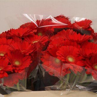 Freshy Germini Aqua “Curry” | Kleur: Oranje | Lengte ± 50 centimeter | Per 20 verse bloemen