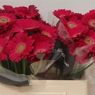 Freshy Germini Aqua “Elvis” | Kleur: Roze | Lengte ± 50 centimeter | Per 20 verse bloemen