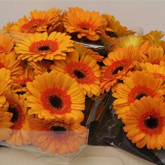 Freshy Germini Aqua “Jazzy” | Kleur: Geel | Lengte ± 50 centimeter | Per 20 verse bloemen