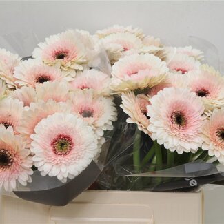 Freshy Germini. Aqua Teddy x20