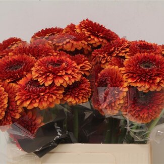 Freshy Germini Aqua Pomponi “Rizzo” | Kleur: Rood | Lengte ± 50 centimeter | Per 20 verse bloemen