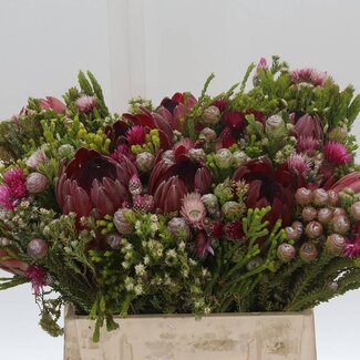 Freshy Protea | Kleur: Gemengde Kleuren | Lengte ± 40 centimeter | Per 5 verse bloemen