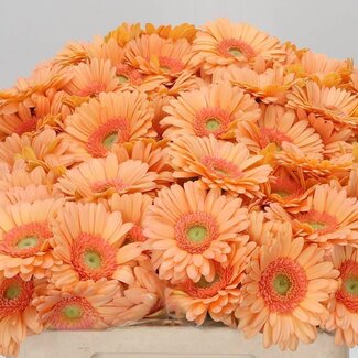 Freshy Germini Aqua “Judo” | Farbe: Orange | Länge ± 50 centimeter | Pro 20 frische Blumen