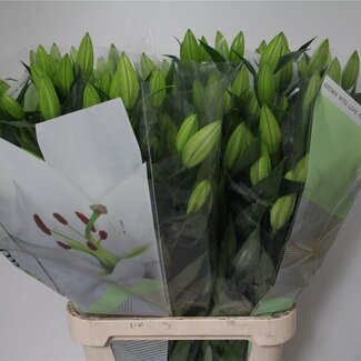 Freshy Lelie Oriental Aqua Pacific Ocean