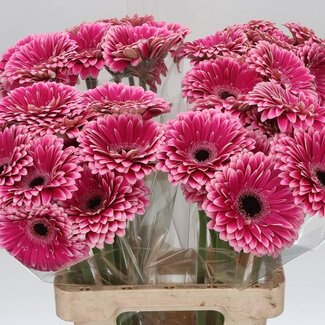 Freshy Gerbera * 65 Cm Prelude X10