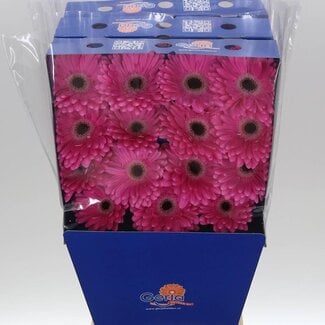 Freshy Gerbera Dreamer Gr Aqua | Kleur: Roze | Lengte ± 45 centimeter | Per 15 verse bloemen
