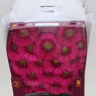 Freshy Gerbera Caressa Mi Aqua | Kleur: Roze | Lengte ± 45 centimeter | Per 20 verse bloemen