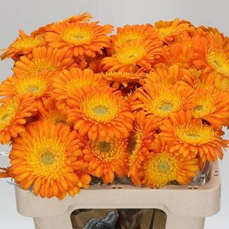 Freshy Germini Aqua “Gizela” | Kleur: Oranje | Lengte ± 50 centimeter | Per 20 verse bloemen