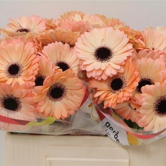 Freshy Germini Aqua “Jedi” | Kleur: Roze | Lengte ± 50 centimeter | Per 20 verse bloemen