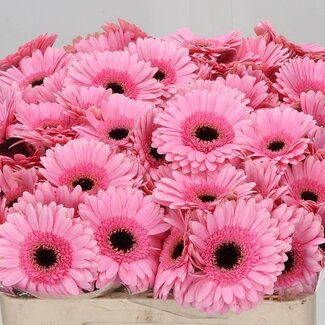 Freshy Germini. Aqua Petticoat x20