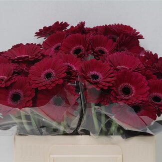 Freshy Germini Aqua “Platini” | Kleur: Paars | Lengte ± 50 centimeter | Per 20 verse bloemen