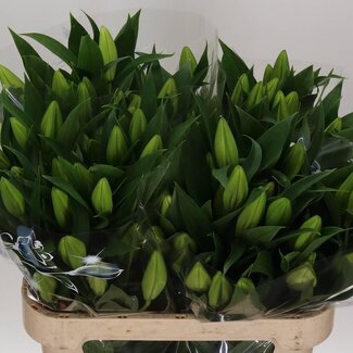 Freshy Lelie Oriental Aqua Marlon