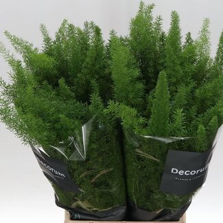 Freshy Asparagus Dens Myers