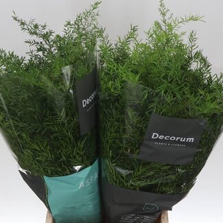 Freshy Asparagus Dens Cwebe