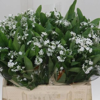 Freshy Myosotis Overig Rose