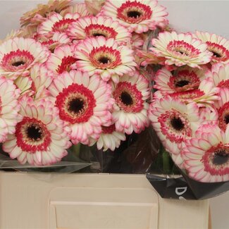 Freshy Germini Aqua “Happy Hour” | Kleur: Roze | Lengte ± 50 centimeter | Per 20 verse bloemen