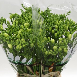 Freshy Freesia dubbel Essence