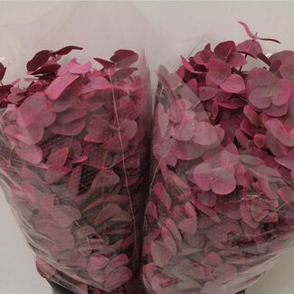 Freshy Eucalyptus Cinerea Col. Pink (p. bos)