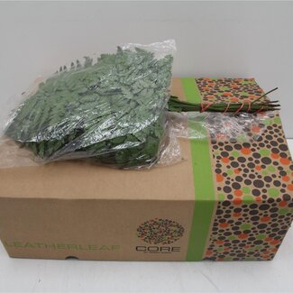 Freshy Rumohra Ledervaren Klein | Kleur: Groen | Lengte ± 35 centimeter | 20 takken per bos | Per 5 bossen