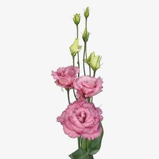 Freshy Eustoma Gevuld Alissa Rose Pink