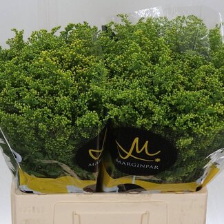 Freshy Solidago “Carzan Glory” | Kleur: Geel | Lengte ± 60 centimeter | Per 25 stelen verse bloemen