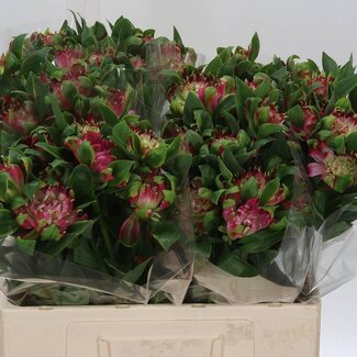 Freshy Alst.kort Sofiena